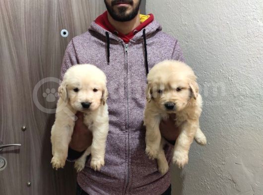 Golden Yavrularımız görsel