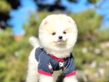 Safkan Pomeranian Boo Yavrularımız
