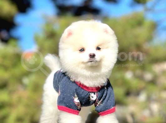 Safkan Pomeranian Boo Yavrularımız görsel