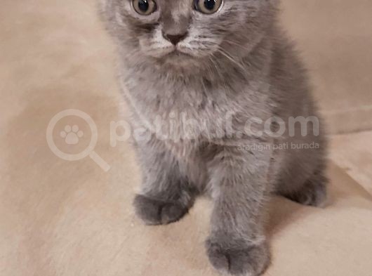 Safkan Kendi̇ Kedi̇mi̇n Yavrulari Sahi̇plendi̇ri̇yorum