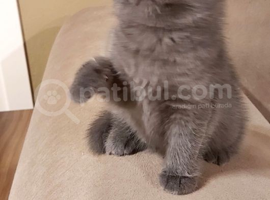 Safkan Kendi̇ Kedi̇mi̇n Yavrulari Sahi̇plendi̇ri̇yorum görsel
