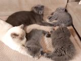 Safkan Kendi̇ Kedi̇mi̇n Yavrulari Sahi̇plendi̇ri̇yorum