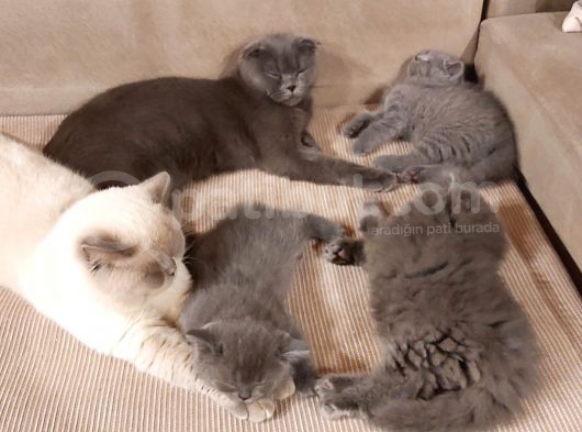 Safkan Kendi̇ Kedi̇mi̇n Yavrulari Sahi̇plendi̇ri̇yorum görsel