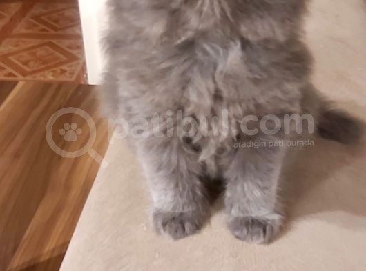 Safkan Kendi̇ Kedi̇mi̇n Yavrulari Sahi̇plendi̇ri̇yorum görsel