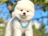 Safkan Pomeranian Boo Yavrularımız