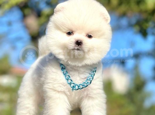 Safkan Pomeranian Boo Yavrularımız