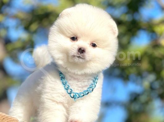 Safkan Pomeranian Boo Yavrularımız görsel