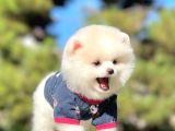 Safkan Pomeranian Boo Yavrularımız