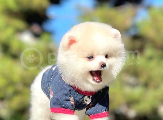 Safkan Pomeranian Boo Yavrularımız görsel