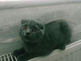 Yavru Scottish Fold