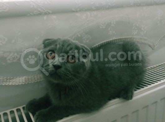 Yavru Scottish Fold görsel