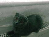 Yavru Scottish Fold