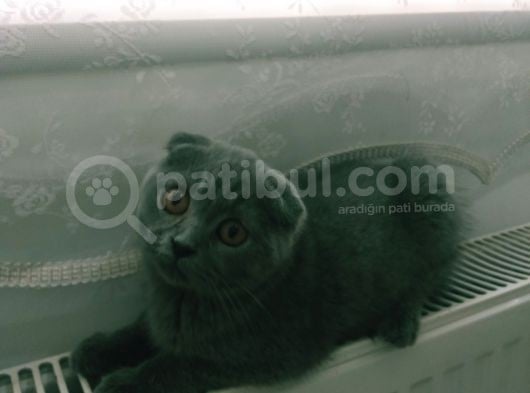 Yavru Scottish Fold görsel