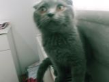 Yavru Scottish Fold