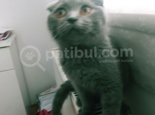 Yavru Scottish Fold görsel