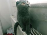 Yavru Scottish Fold
