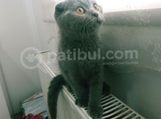 Yavru Scottish Fold görsel