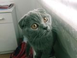 Yavru Scottish Fold