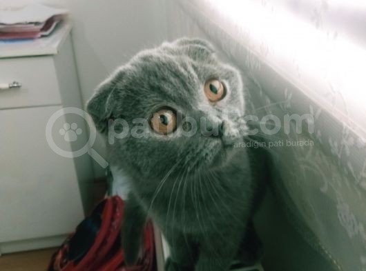Yavru Scottish Fold görsel
