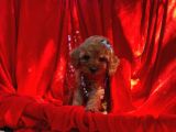 Red Toy Poodle Yavrular