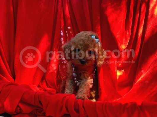 Red Toy Poodle Yavrular görsel