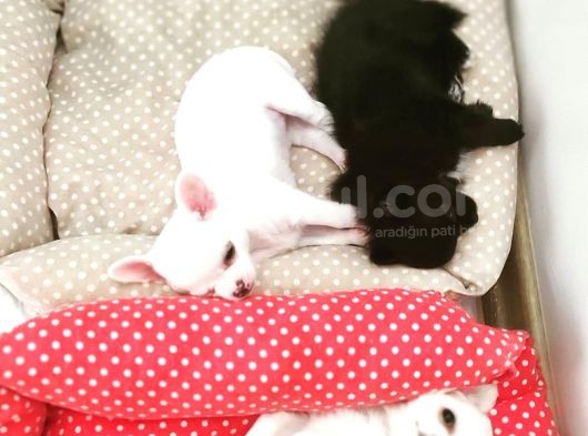 Üreticiden Elma Kafa Orjinal Chihuahua / Son Bir Dişi görsel
