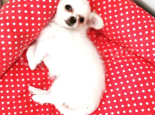 Üreticiden Elma Kafa Orjinal Chihuahua / Son Bir Dişi görsel