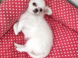 Üreticiden Elma Kafa Orjinal Chihuahua / Son Bir Dişi