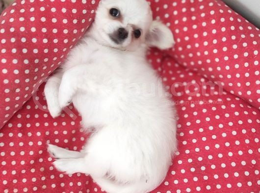 Üreticiden Elma Kafa Orjinal Chihuahua / Son Bir Dişi görsel
