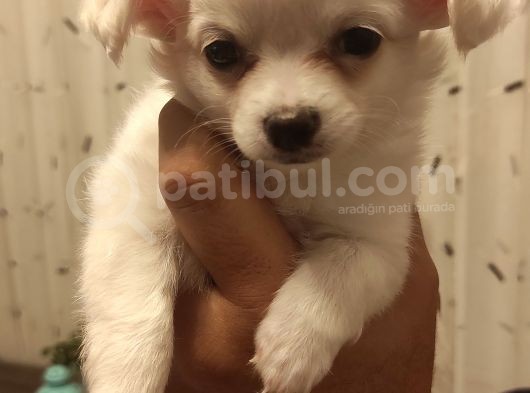 Üreticiden Elma Kafa Orjinal Chihuahua / Son Bir Dişi görsel
