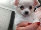 Üreticiden Elma Kafa Orjinal Chihuahua / Son Bir Dişi