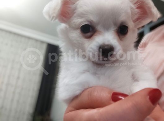 Üreticiden Elma Kafa Orjinal Chihuahua / Son Bir Dişi görsel