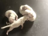 Dogo Argentino Yavruları Şampiyon Soyundan