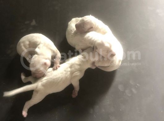 Dogo Argentino Yavruları Şampiyon Soyundan