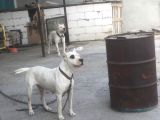 Dogo Argentino Yavruları Şampiyon Soyundan