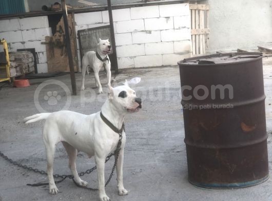 Dogo Argentino Yavruları Şampiyon Soyundan görsel