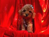 Red Toy Poodle Yavrular