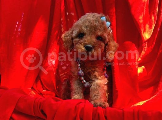 Red Toy Poodle Yavrular görsel