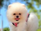 Ayıcık Surat Boo Pomeranian Yavrular