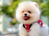 Ayıcık Surat Boo Pomeranian Yavrular