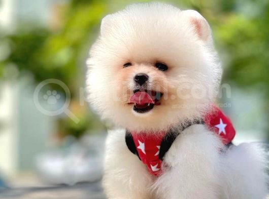 Ayıcık Surat Boo Pomeranian Yavrular