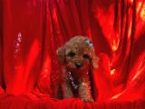 Red Toy Poodle Yavrular