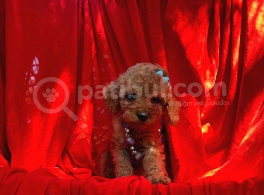 Red Toy Poodle Yavrular