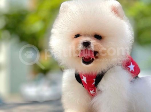 Ayıcık Surat Boo Pomeranian Yavrular görsel