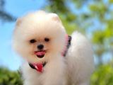 Ayıcık Surat Boo Pomeranian Yavrular