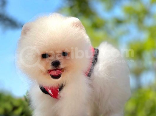 Ayıcık Surat Boo Pomeranian Yavrular görsel
