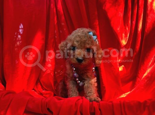 Red Toy Poodle Yavrular görsel