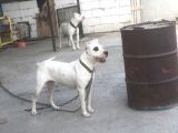 Dogo Argentino Yavruları Şampiyon Soyundan