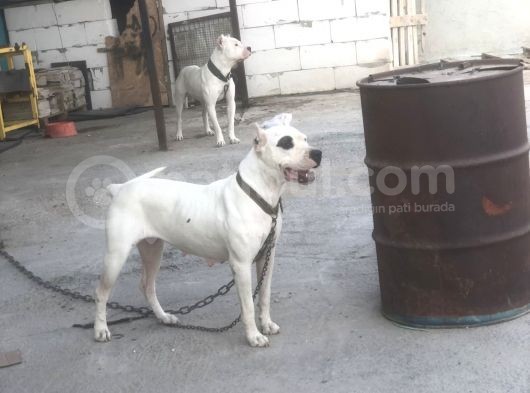 Dogo Argentino Yavruları Şampiyon Soyundan görsel