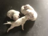 Dogo Argentino Yavruları Şampiyon Soyundan
